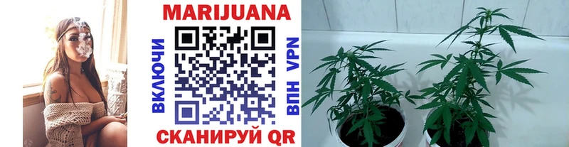 Купить закладки  Вольск  Бошки марихуана OG Kush 